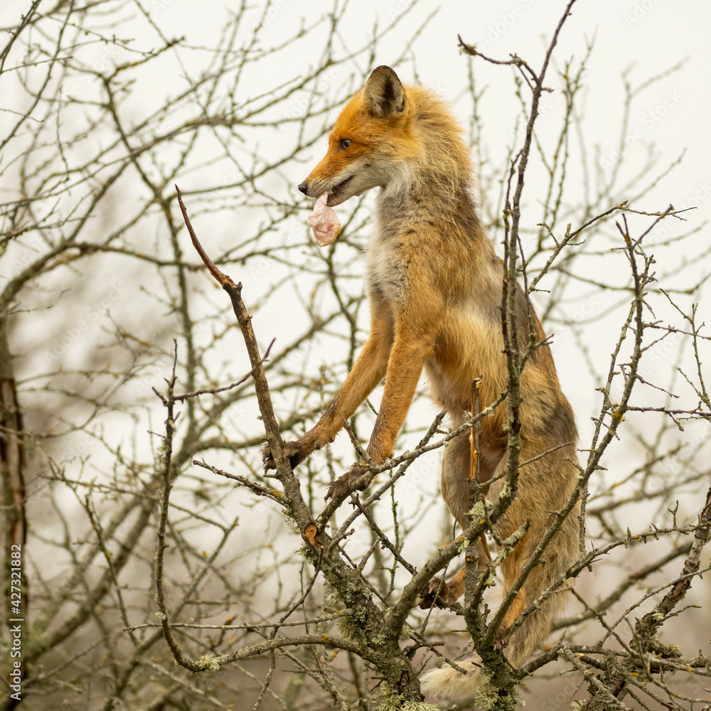 Red fox removes lard from a branch. Vulpes vulpes Red fox removes lard from a branch. Vulpes vulpes