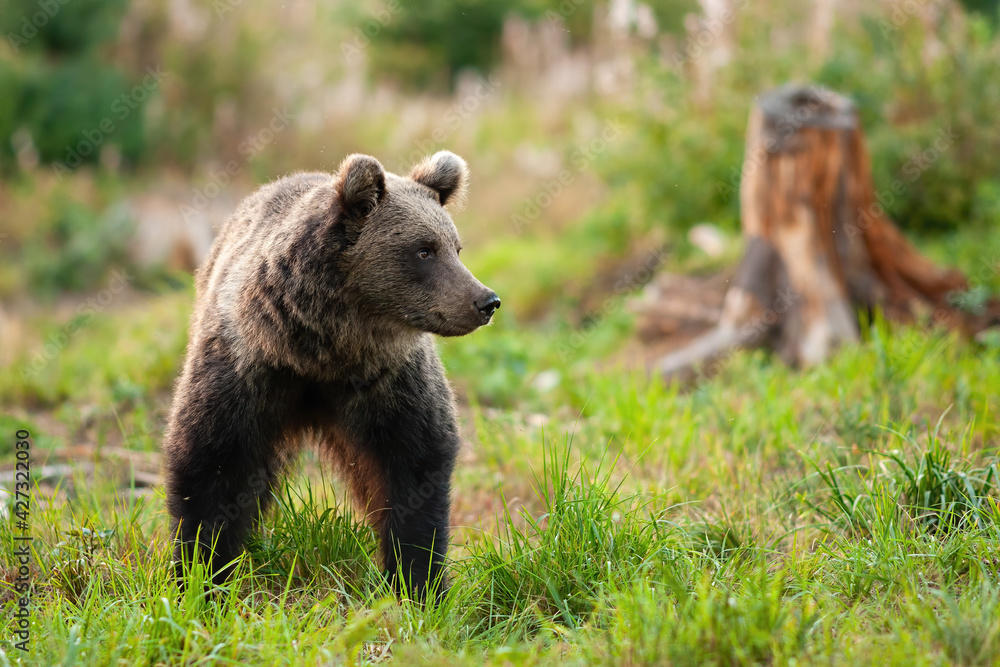 Fototapeta premium Cute brown bear walking on grassy green meadow in springtime