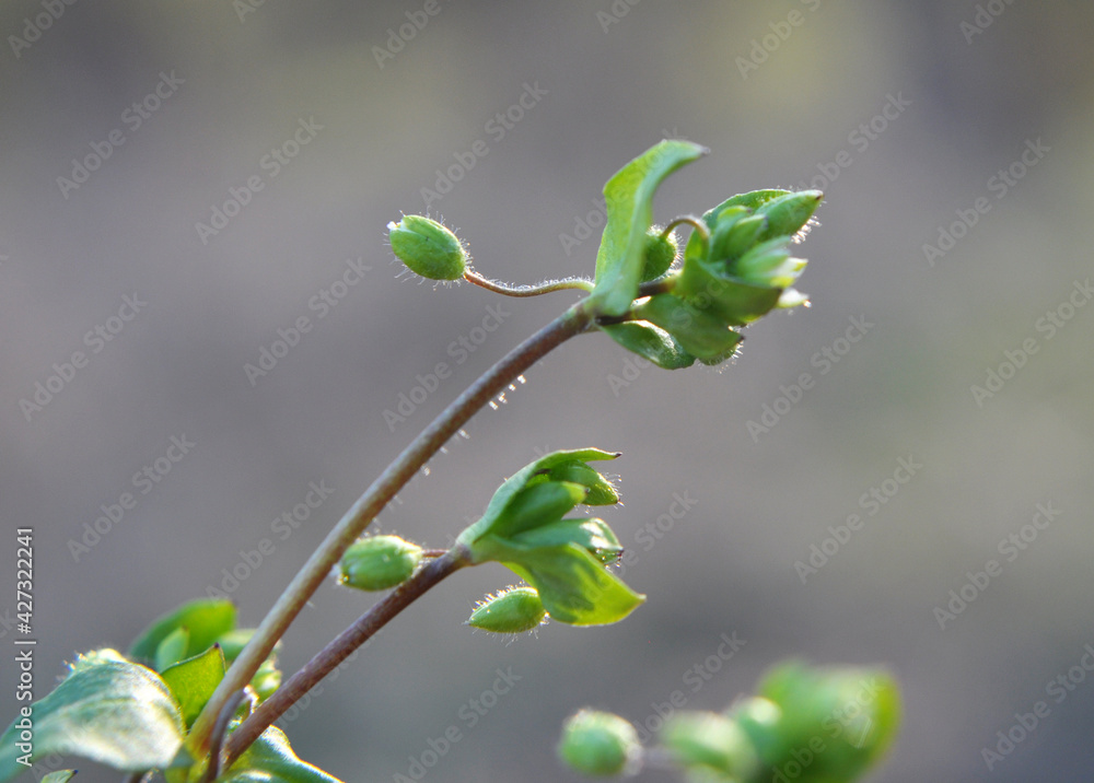 In the spring, Stellaria media grows in nature In the spring, Stellaria media grows in nature