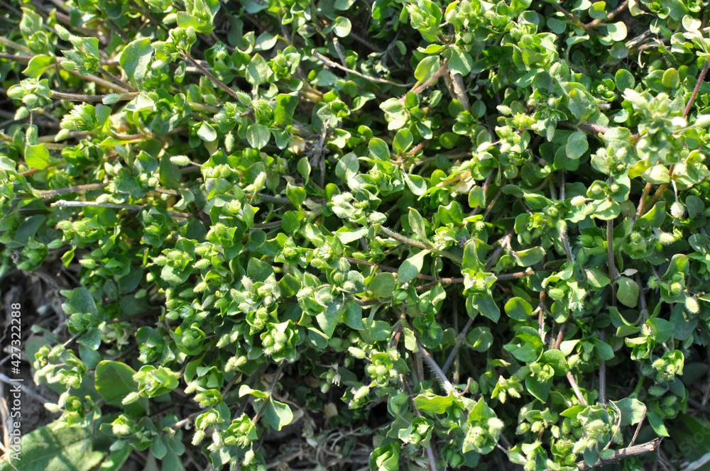 In the spring, Stellaria media grows in nature In the spring, Stellaria media grows in nature