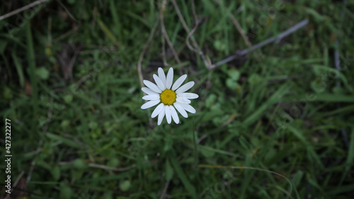 white daisy flower