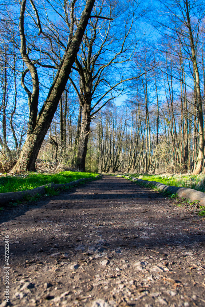 footpath in the park (Stienitzsee, Brandenburg, germany) footpath in the park (Stienitzsee, Brandenburg, germany)