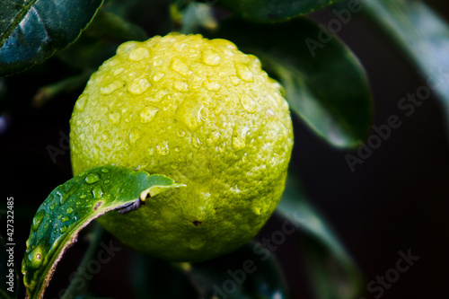 Close up of a ripe yellow lemon fruit at tree branch with rain drops on skin. 
