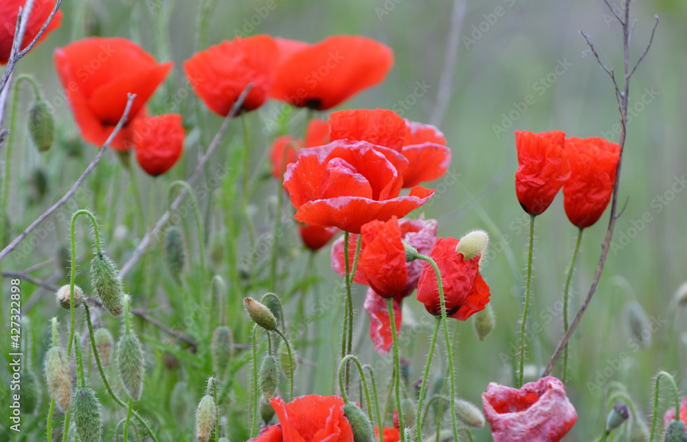Fototapeta premium Flowering wild poppy (Papaver rhoeas)