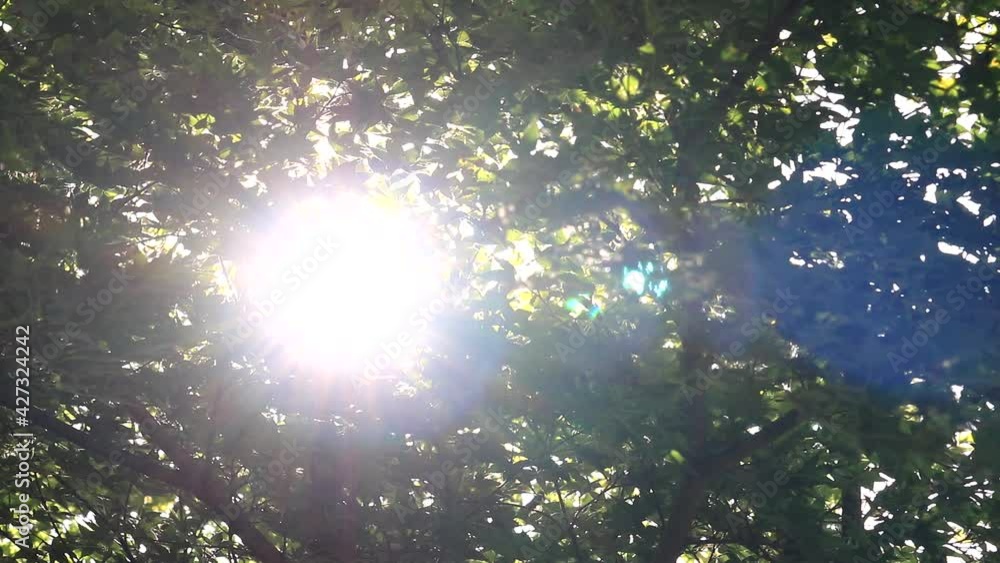 夏の香嵐渓、楓の葉から差し込む太陽 フィックス 14sec 夏の香嵐渓、楓の葉から差し込む太陽 フィックス 14sec