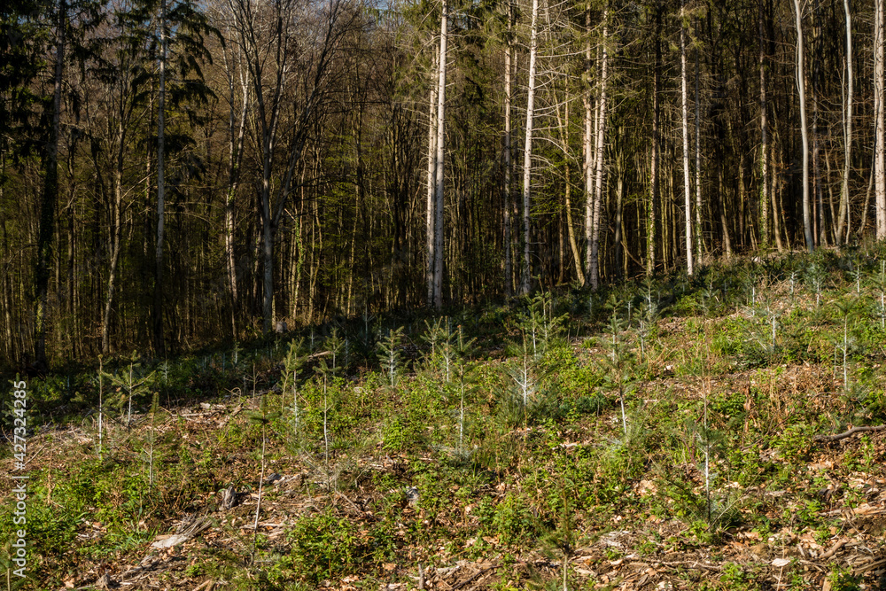 Wiederaufforstung im Mischwald Wiederaufforstung im Mischwald