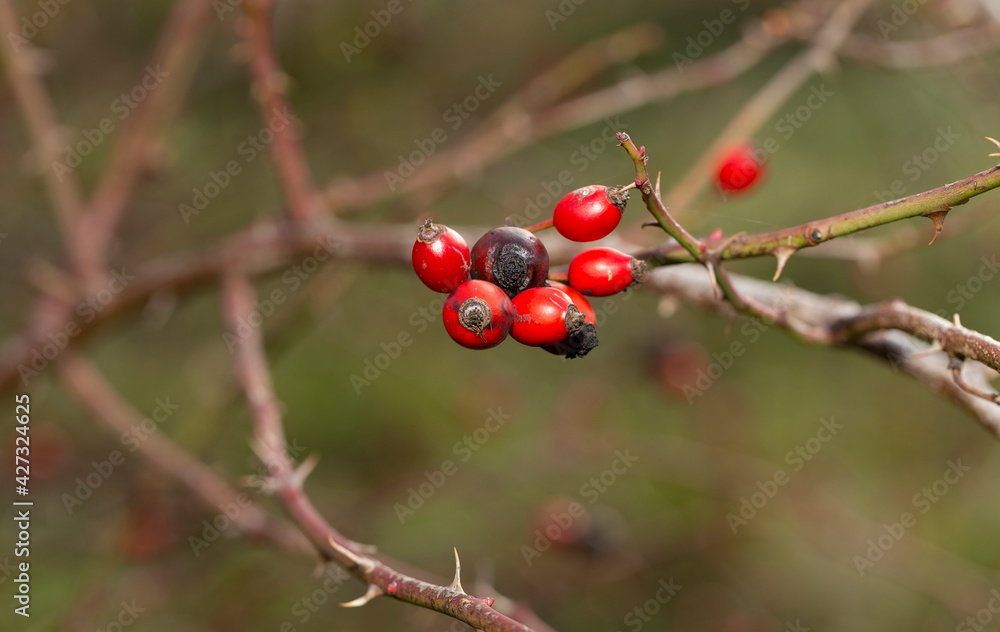 Red fruit of wild rose. The dog roses, the Canina section of the genus Rosa. Subtle swirly bokeh in the background.