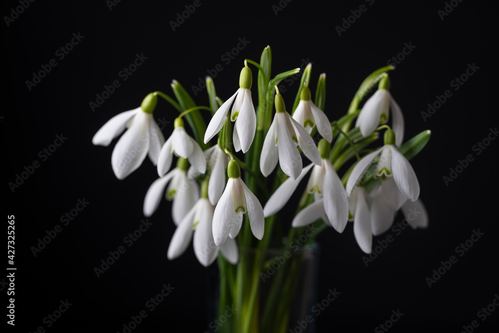 Fototapeta premium Spring snowdrops on black background. Beautiful first spring flower