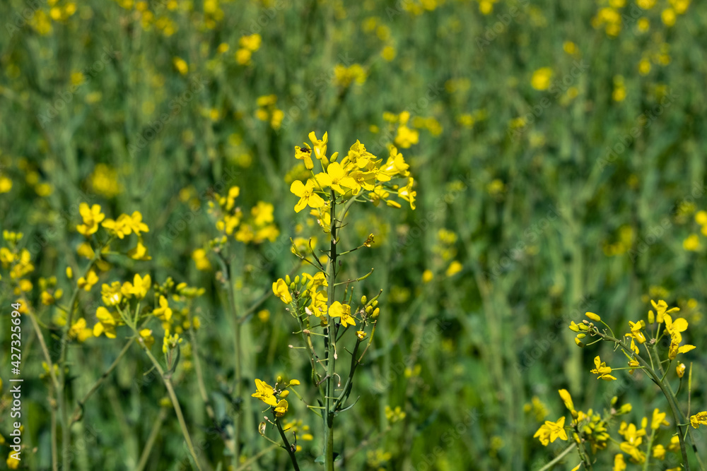 Field of yellow flowers in spring Field of yellow flowers in spring