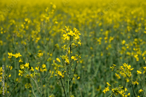 Field of yellow flowers in spring