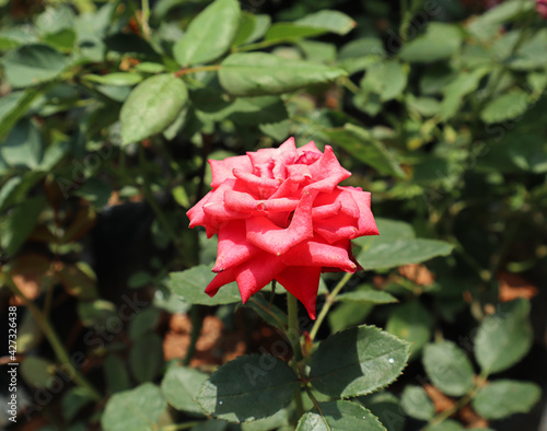 Close up of a dark pink rose flower in sunny day