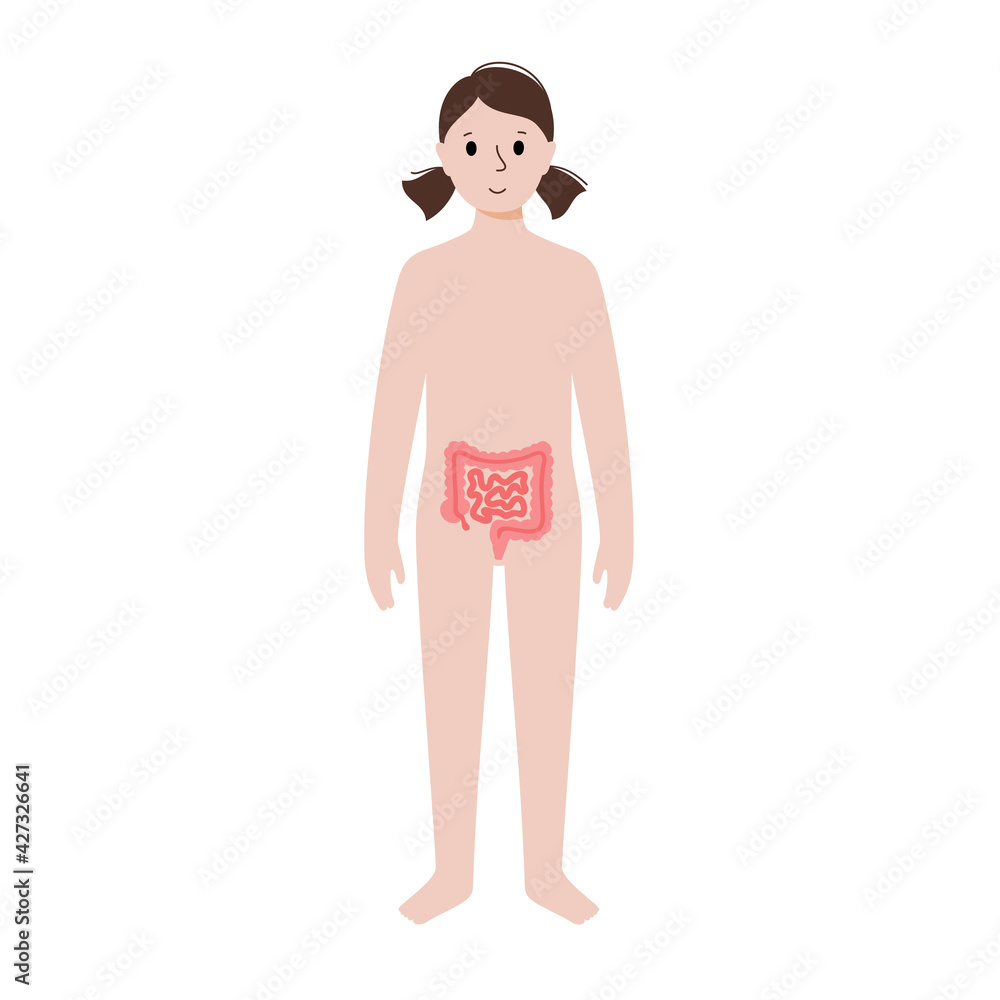 Fototapeta premium Internal organs in female body