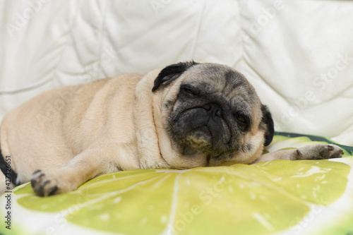 Cute pug sleeping on the lime shaped pillow during the day. © Jevgenijs