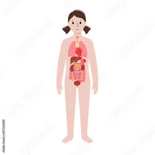 Internal organs in female body