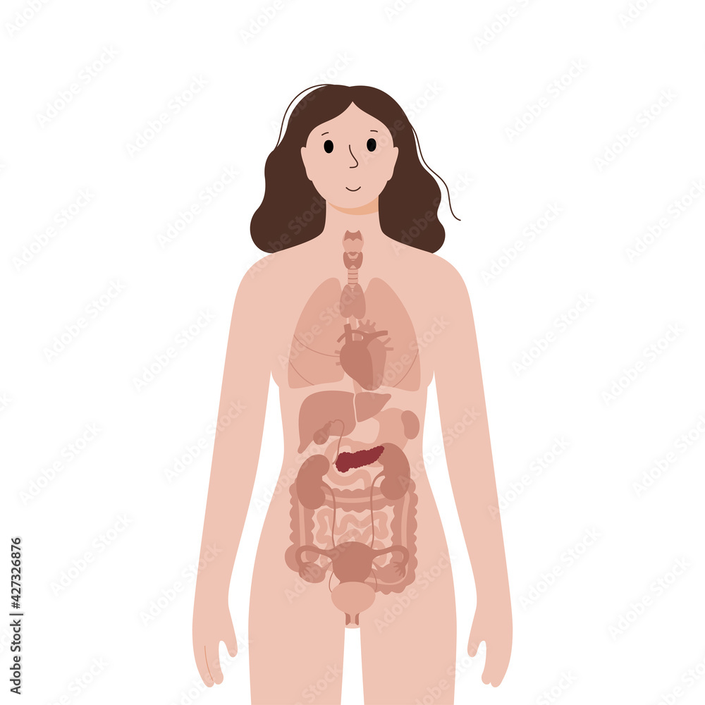 Internal organs in female body Internal organs in female body
