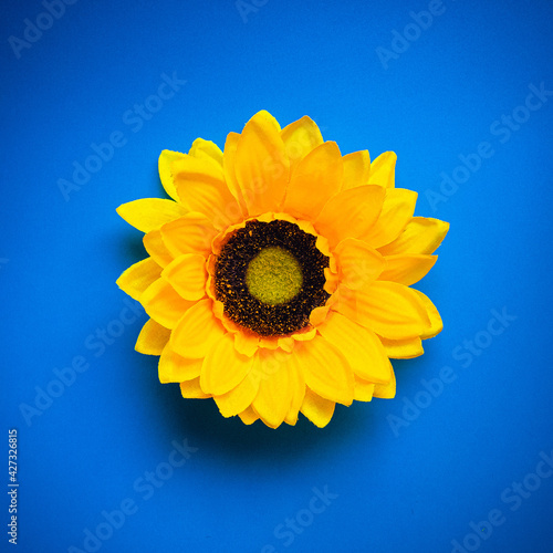 Fototapeta Naklejka Na Ścianę i Meble -  sunflower on blue background