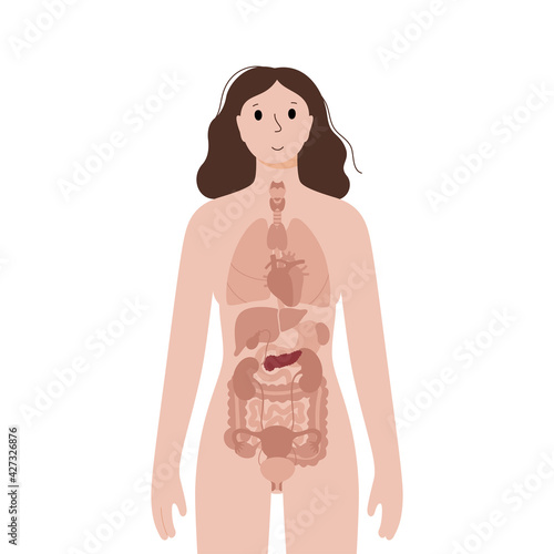 Internal organs in female body