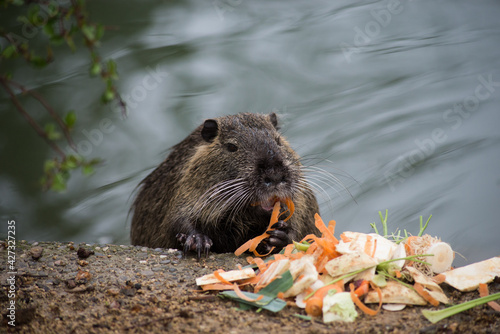 Photography Portrait of wild nutria eating carrots in border water