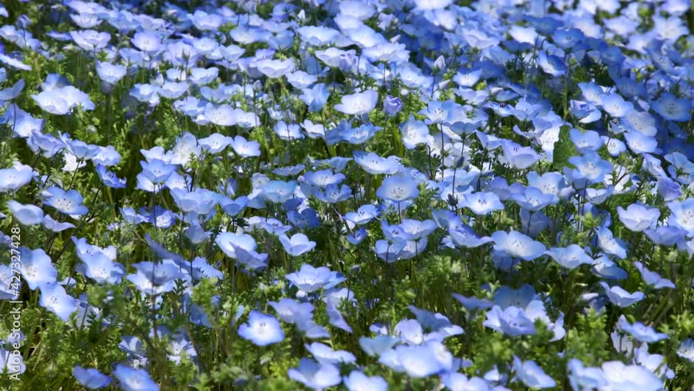 一面に咲くネモフィラの小さな花が風に揺れる 一面に咲くネモフィラの小さな花が風に揺れる