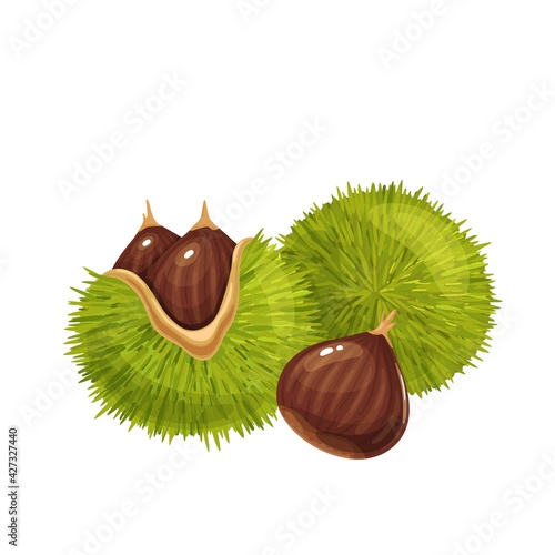 Raw chestnuts vector illustration. Sweet edible american chestnuts with its spiny burrs and nuts. Castanea sativa isolated on white.