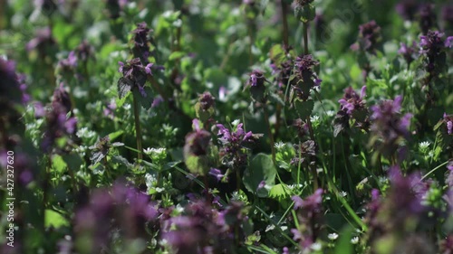 A selective focus of lavender plants growing on a farm in 4K photo