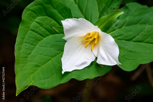 Northwest native trillium wildflower blooming on the forest floor, signs of spring 