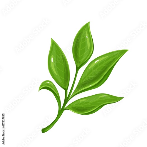 Green tea leaves. Tea sprig vector illustration.