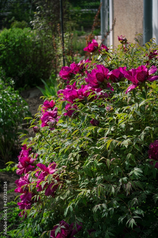 Fototapeta premium Peony Bush (Paeonia suffruticosa)