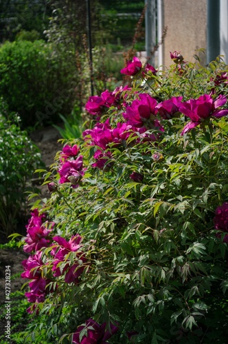 Peony Bush  Paeonia suffruticosa 