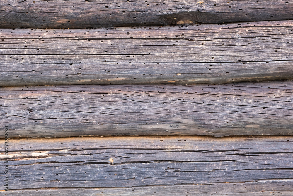 Obraz premium Old weathered wooden logs, eaten by a bark beetle. Wood texture.