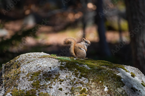 Squirrel in the woods on a stone.