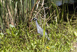 Yellow-crowned Night-Heron on the hunt 