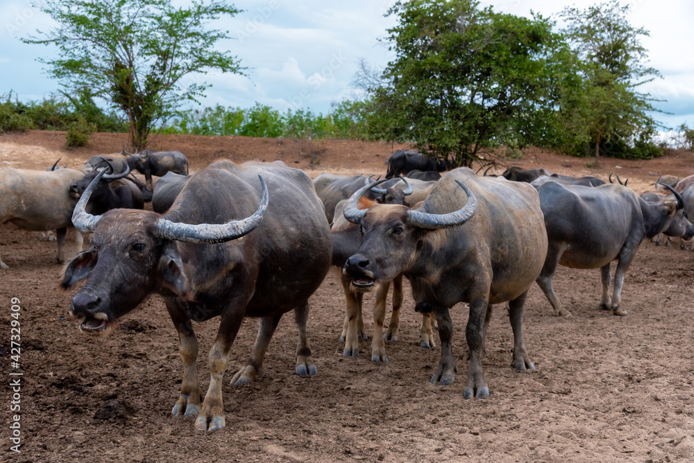 Group of Water buffalo (Thai buffalo) at countryside in Southern of Thailand.