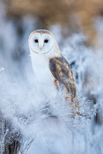 Barn owl, Tyto alba sitting on a stem in the frozen morning. Light brown bird of prey sitting in the backlight in the cold weather. Winter portrait of a barn owl.
