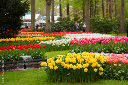 Beautiful tulips, background of blurry tulips in a tulip flowers garden. Nature, keukenhof, niederland