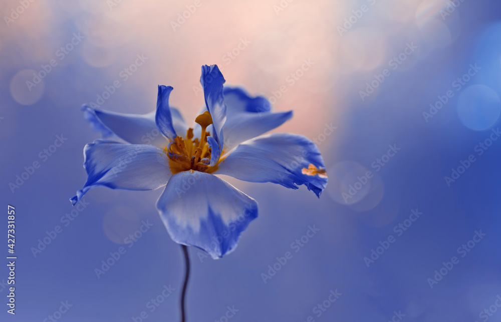 Niebieski kwiat eustoma - obrazy, fototapety, plakaty 