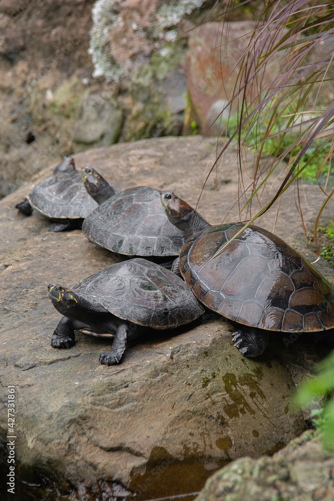 Fototapeta premium llanos orientales de Colombia 