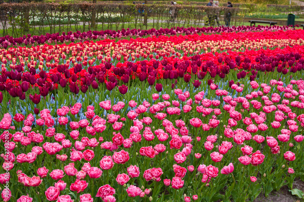 Beautiful tulips, background of blurry tulips in a tulip flowers garden. Nature, keukenhof, niederland