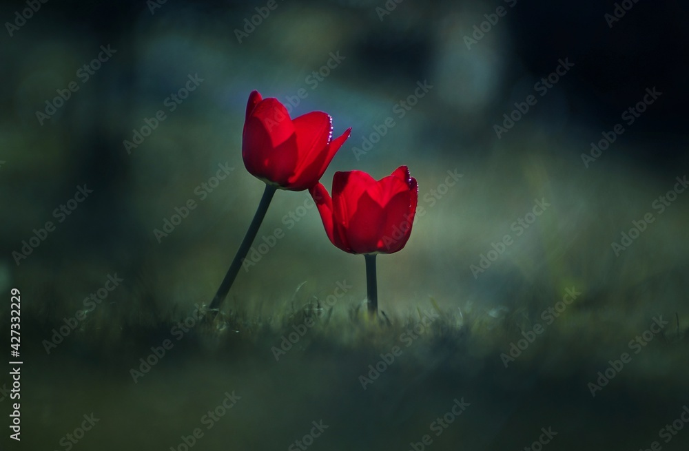 Kwiaty Tulipany czerwone. Red flowers - obrazy, fototapety, plakaty 