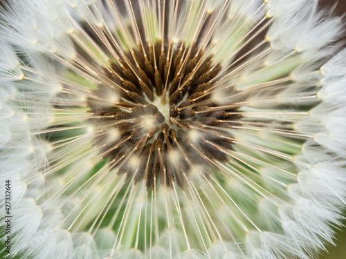 macro photo of dandelion head in the garden