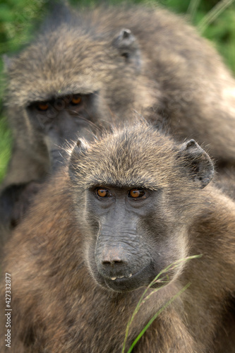 Baboon in the Hluhluwe Imfolozi Game Reserve. African safari.  Hungry monkey.  © prochym