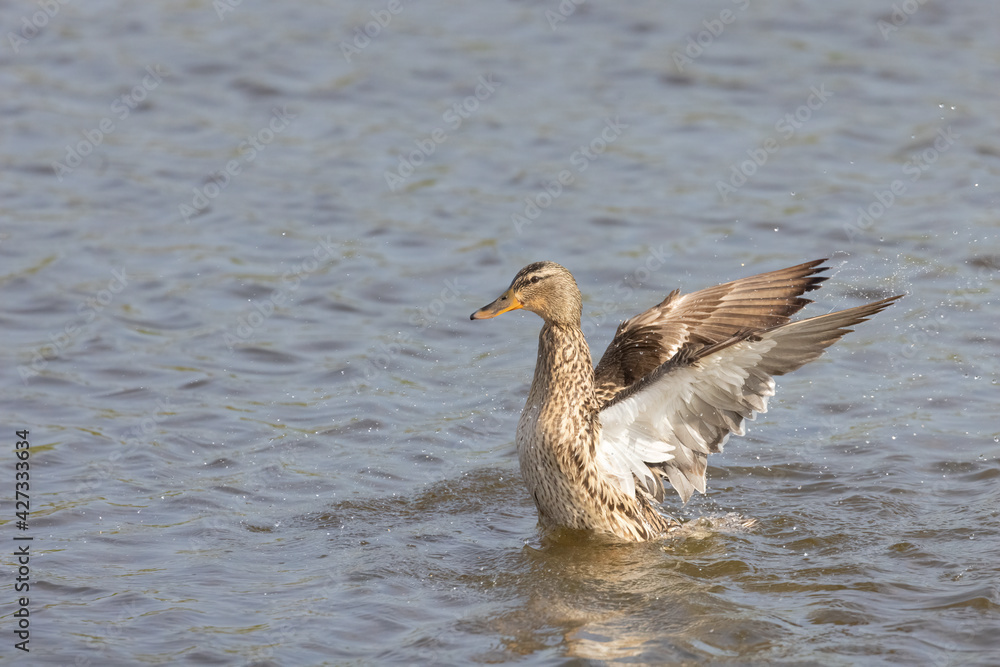 Fototapeta premium Female Mallard rising and rolling 1