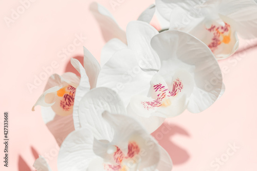 White Phalaenopsis orchid flowers or Moth dendrobium, falah closeup on pastel pink backdrop. Tropical flower, branch of orchidea close up. Selective focus, close up. Women's day, 8 march concept