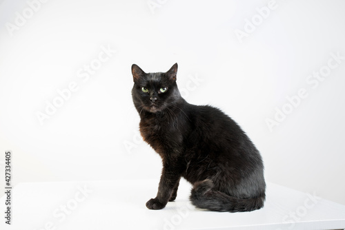 Black cat on a white background.