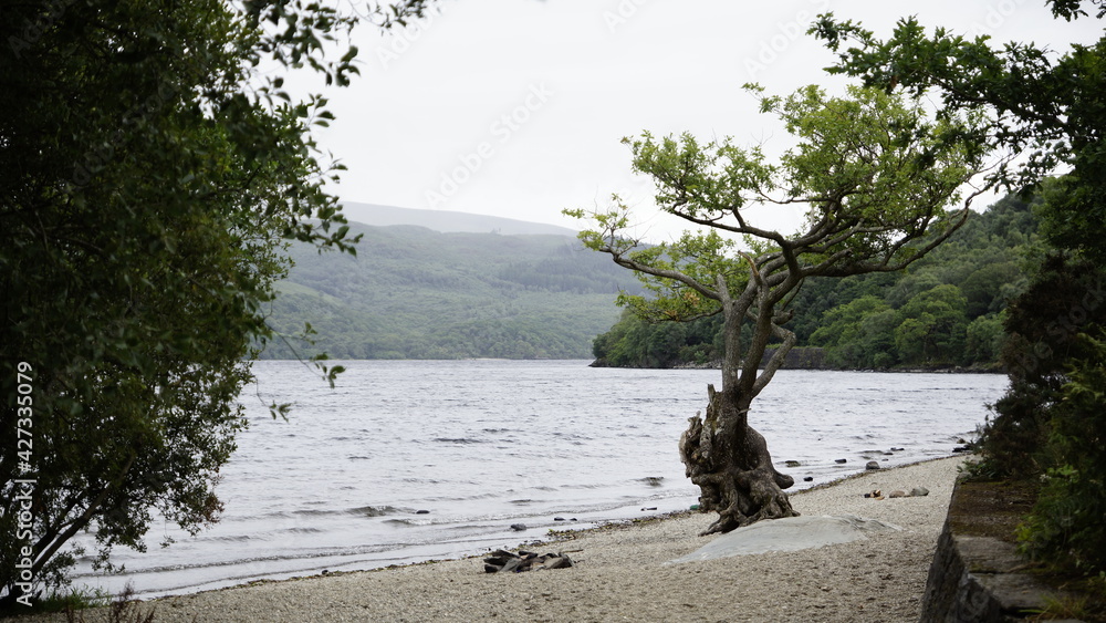 Ein einzelner Baum am Rand von Loch Ness im schottischen Hochland