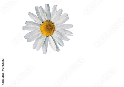 Fototapeta Naklejka Na Ścianę i Meble -  daisy flower isolated on white