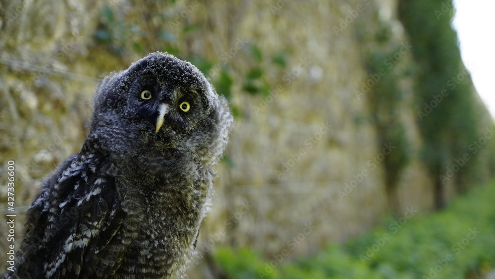 Schwarze Eule mit kessem Blick und gelben Augen Schwarze Eule mit kessem Blick und gelben Augen