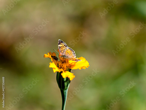 Bug and Butterfly 1 © spacecatmo