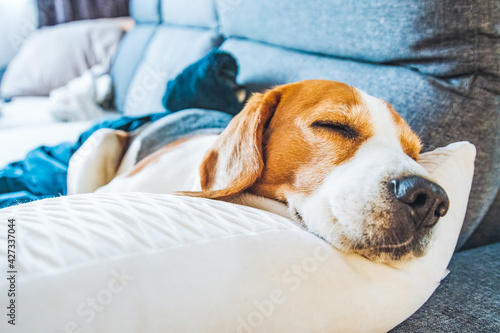 Funny Beagle dog tired sleeps on a cozy sofa, couch. © Przemyslaw Iciak