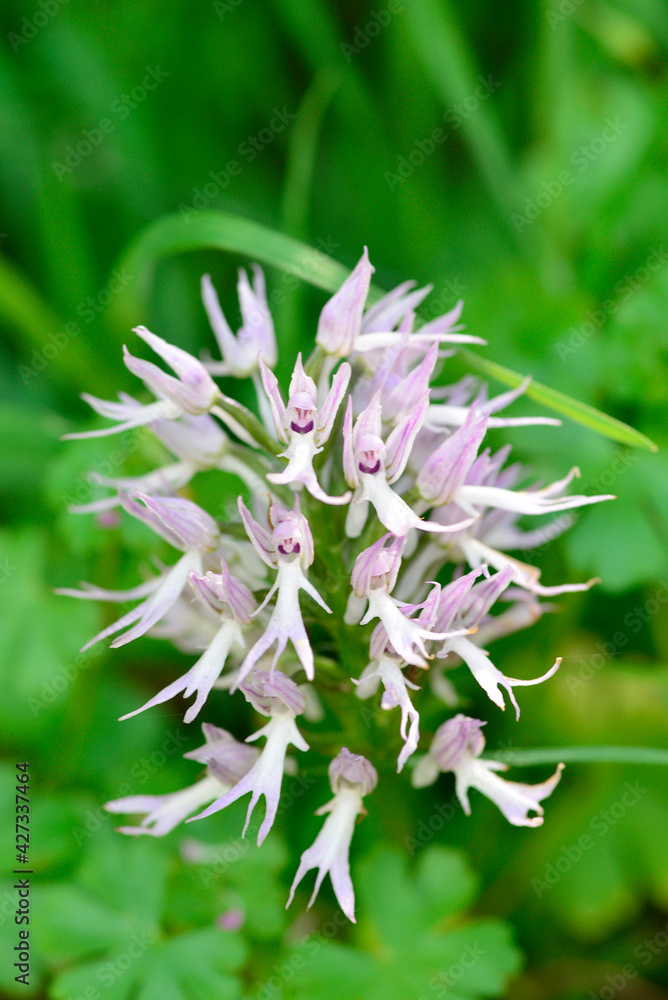Orchis italica or wild orchid in the pasture of extremadura Orchis italica or wild orchid in the pasture of extremadura